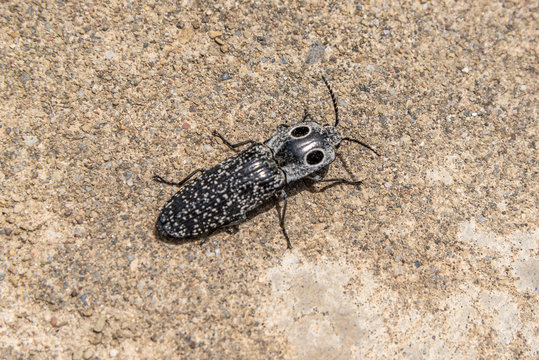 Eyed elater beetle with black eye spots
