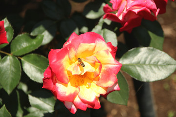 真岡市井頭公園　バラ園（品種名：チャールストン）