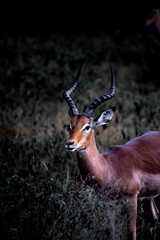 Springbok 2 - Kruger National Park - South africa