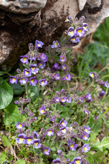 Chaenorhinum origanifolium colorful flowers