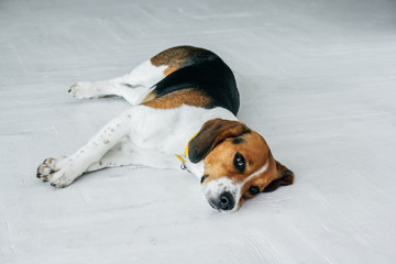 Beagle dog with a yellow collar sleeping on a white wooden floor. Sleepy dog sleeping and dreaming. Tricolor dog top view.