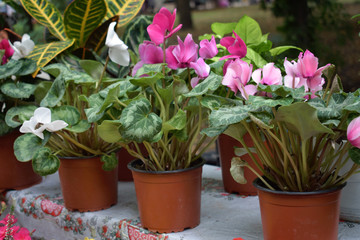 Street flower market, shop with various flowers in pots. Pink and white blooming cyclamen flower in a pot in flower store