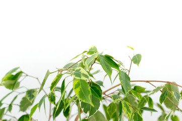 Ficus benjamina Pflanze mit weißen Hintergrund