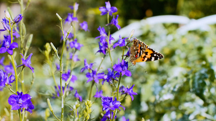 Orange butterfly drinks nectar with a proboscis from a field purple flower and flies away.