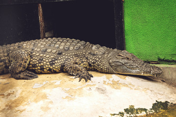 Crocodile in the zoo. Big crocodile near the pool