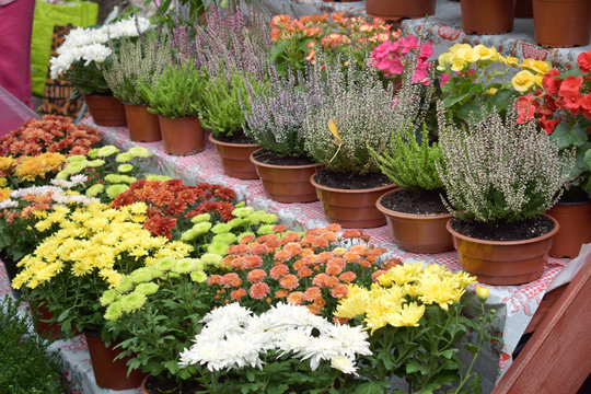 Street flower market, shop with various flowers in pots. Multicolored blooming heather, chrysanthemums in flower store