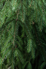 Fototapeta na wymiar Fir branches background. Close-up of fresh green fir branches.