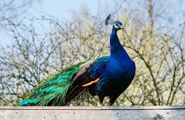 Pfau