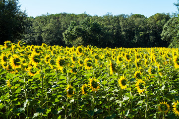 Fields and parks in Spain. Sunflowers and golden light over the green field.