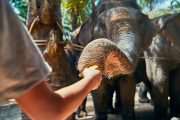 Little boy feeding a banana to an Asian elephant