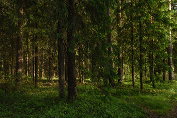 Taiga landscape