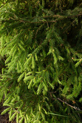 Fir branches.