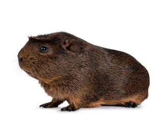 Cute crested cavy, standing side ways. Looking straight ahead. Isolated on white background.