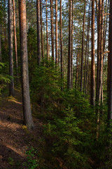 Obraz premium Taiga landscape