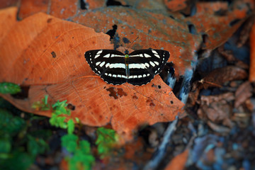 The beautiful butterfly in park in the morning.