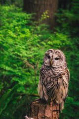 resting owl