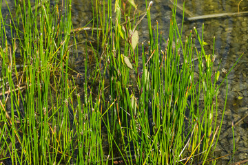 Stachelspitzige Teichsimse © Eberhard Spaeth