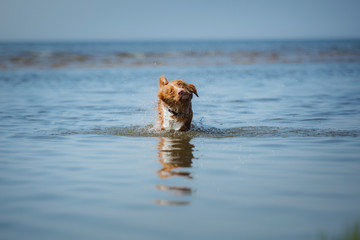 Fototapeta premium Nova Scotia Duck Tolling Retriever Dog in the water. Pet jumps into the sea. Animal in nature