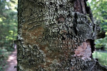 Fototapeta premium bark of a tree