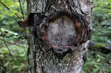bark of a tree