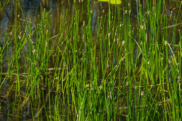 Stachelspitzige Teichsimse © Eberhard Spaeth
