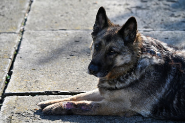 Lying old wolfdog on a tile.