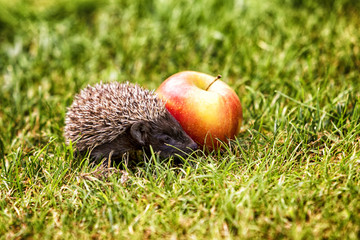 Ein Igel spielt mit einem Apfel
