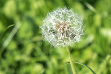 A little grass seed or poaceae is growing on natural ground in rural. Feeling green nature and environment concept. Selected macro focus.