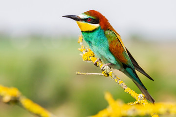 bird sitting on a moss covered branch