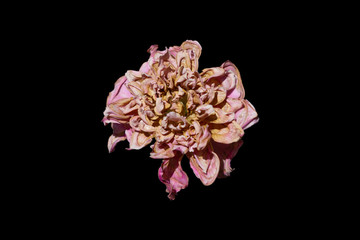 Dried Pink rose isolated with Black background.(Bishop's Castle rose.)
