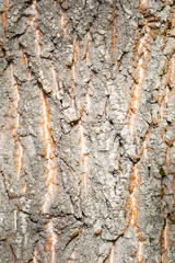 Bark of an old tree close up in the forest