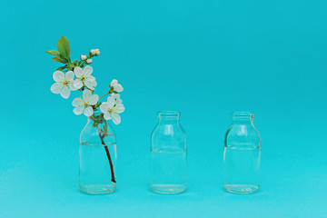 Branch with white blossom in glass bottle on blue color background.