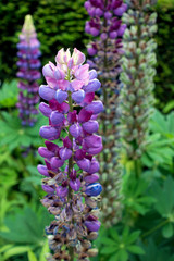 Purple blooming lupin (Lupinus polyphyllus) flowers. Nature background