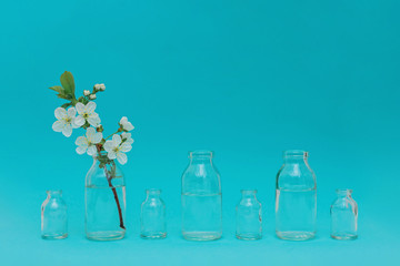Branch with white blossom in glass bottle on blue color background.