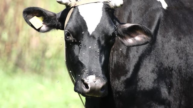 cow on a hot day drives away the flies