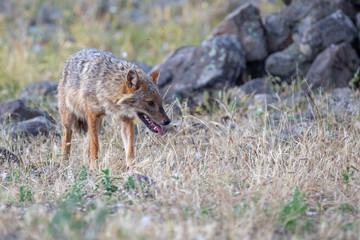 European jackal - Canis aureus moreoticus