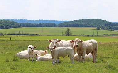 Fototapeta na wymiar small herd of Charolais cattle