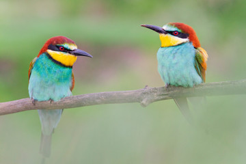 pair of beautiful bee-eaters sitting on a branch on a green background