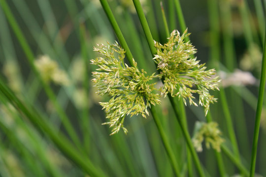 Bl&uuml;te der Binse im Sommer.