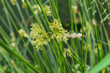 Blüte der Binse im Sommer.