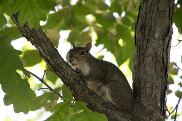 squirrel on tree