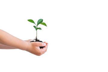 Small green plant cupped in child's hands isolated on white.