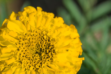 Yellow wildflowers close up in the meadow