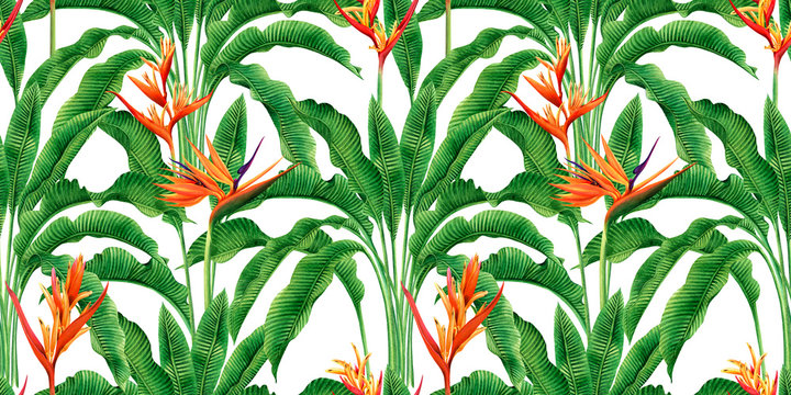watercolor painting bird of paradise blooming flowers,green leaves,palm,banana seamless pattern on white background.Watercolor hand drawn illustration tree tropical exotic leaf for wallpaper textile.