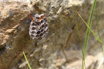 Wespe beginnt ein Nest zu bauen.
