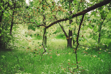 Fototapeta na wymiar Beautiful tree branches on bokeh background of rich greenery. Vivid natural green backdrop of scenic nature in sunlight with copy space. Lush foliage in sunny day. Amazing tree branches close-up.