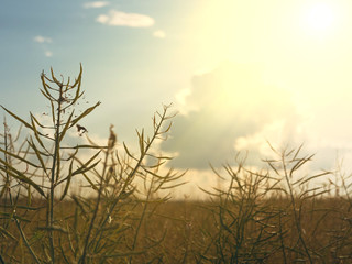 beautiful white clouds in the sky float above the field