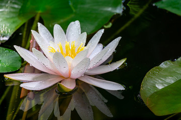 Soft close-up amazing bright pink water lily or lotus flower Marliacea Rosea in old pond. Nympheas are so beautiful in sunlight. Selective focus. Nature concept for design
