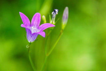 Blue flower bell, summer nature plants. Plants summer nature, blue flower bell.
