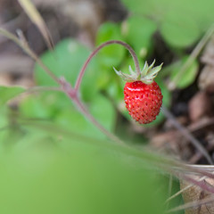 Ripe Strawberries In The Forest, Close Up
